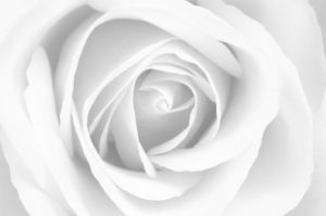 white rose